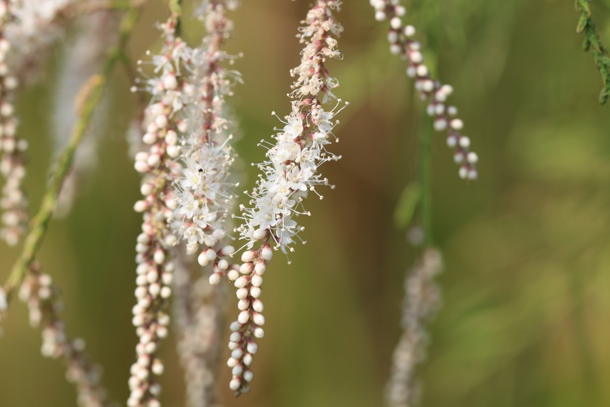 Tamarix indica Willd.